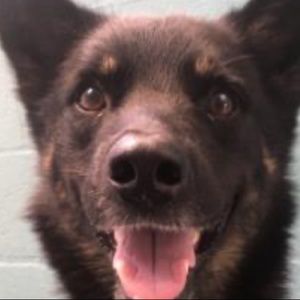 Meet your Posher, Addison